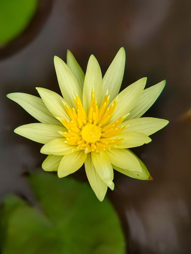 Nymphaea 'Mexicana (Sunrise)'