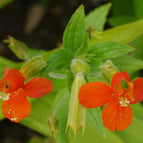 1 / 7cm Bareroot