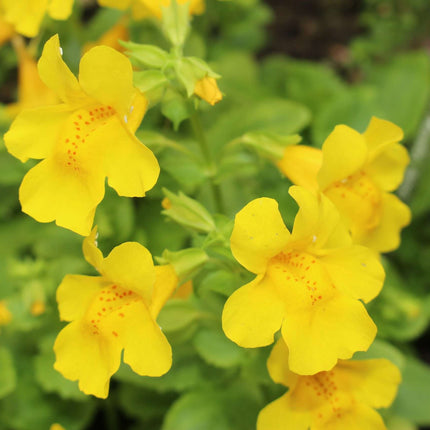 Mimulus guttatus