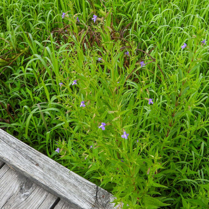 Mimulus ringens