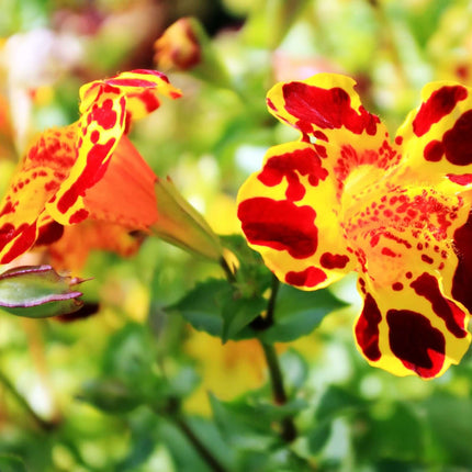 Mimulus tigrinus