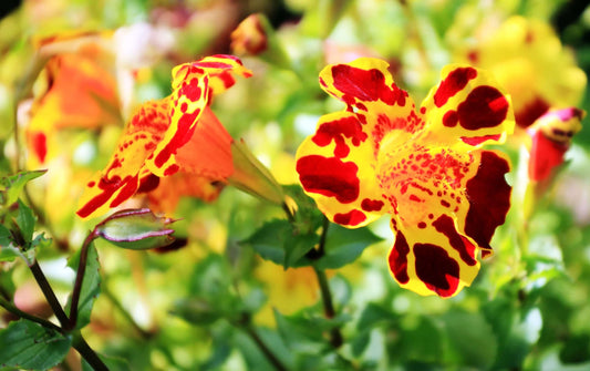 Mimulus Tigrinus - Marginal Pond Plants  - Pond Plants - Water Plants - MP083