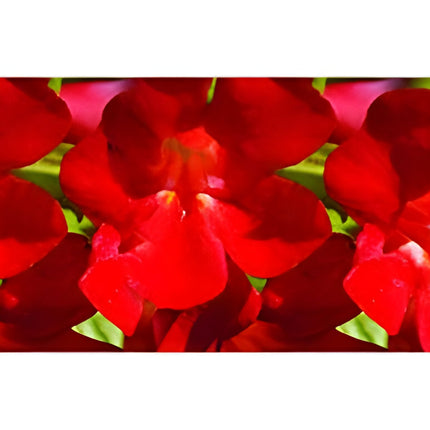 Mimulus cupreus 'Red Emperor'
