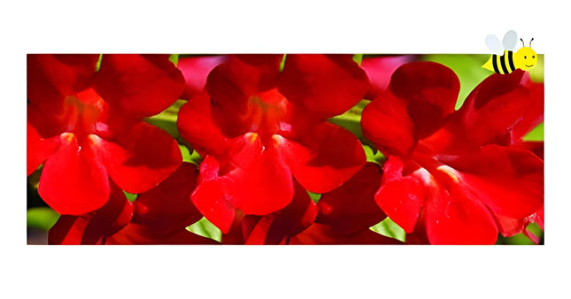 Mimulus cupreus 'Red Emperor'