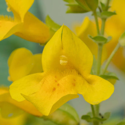 Mimulus guttatus