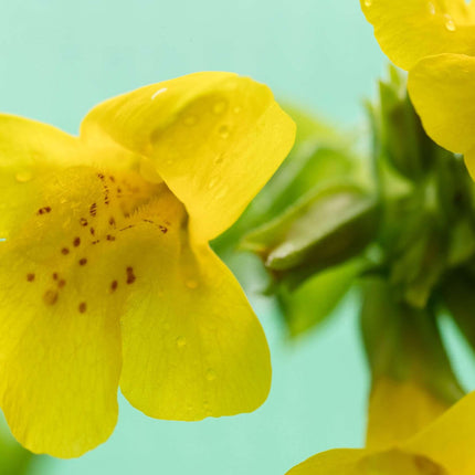 Mimulus guttatus