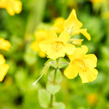Mimulus guttatus