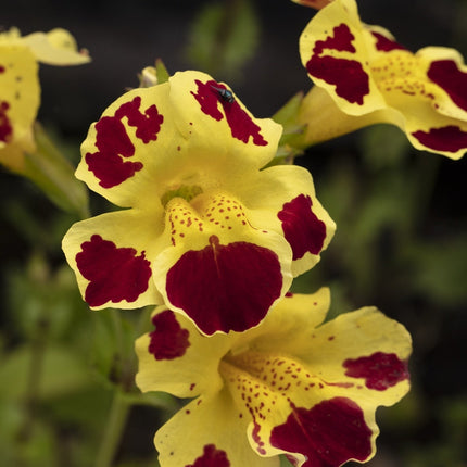 Mimulus tigrinus