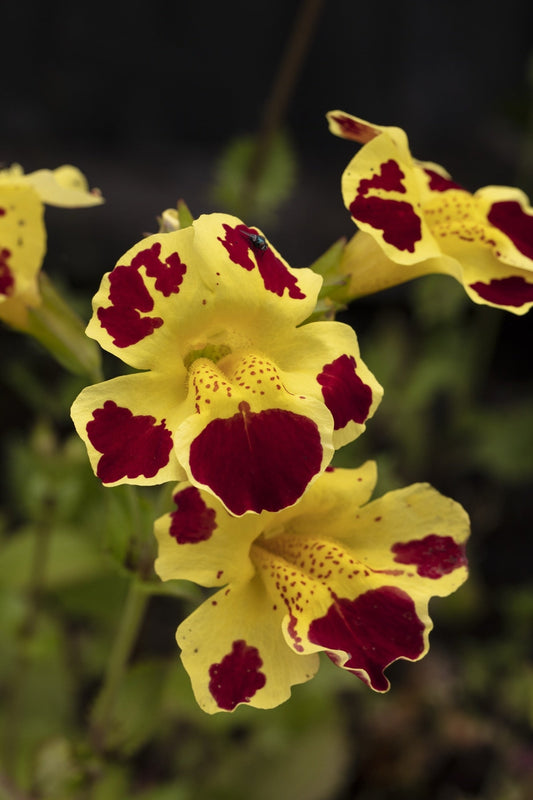 Mimulus Tigrinus - Marginal Pond Plants  - Pond Plants - Water Plants - MP083