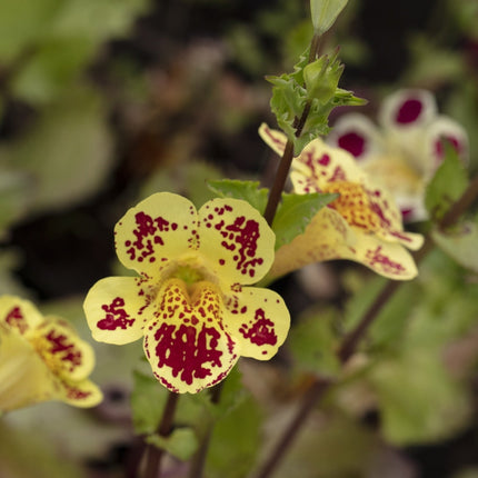 Mimulus tigrinus