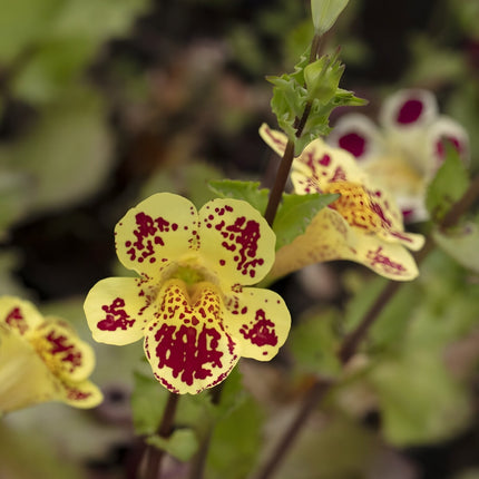 Mimulus tigrinus