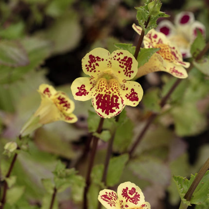Mimulus tigrinus