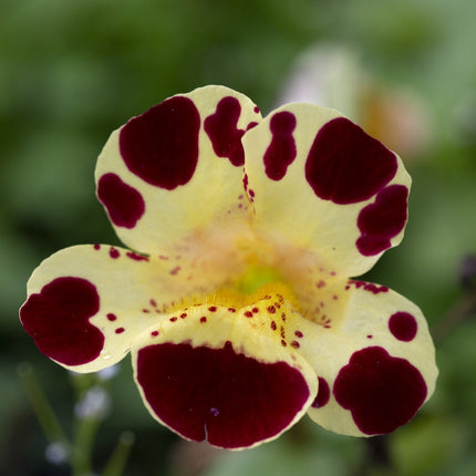 Mimulus tigrinus