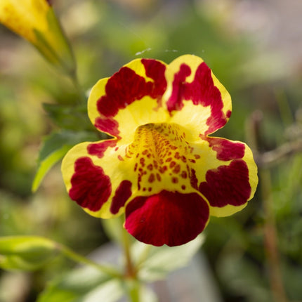 Mimulus tigrinus