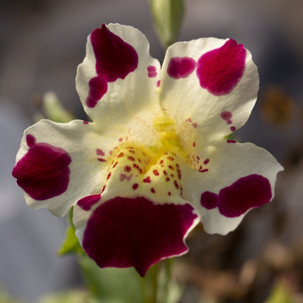 Mimulus tigrinus