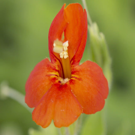Mimulus cardinalis