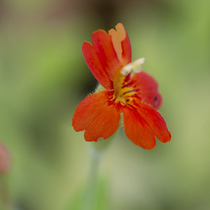 Mimulus cardinalis