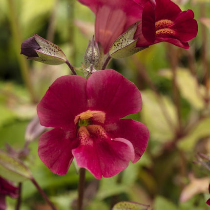 Mimulus cupreus 'Red Emperor'