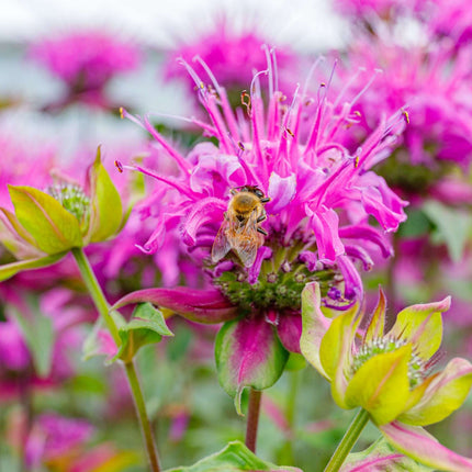 Monarda 'Bee-Lieve'