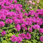 1 / 7cm Bareroot