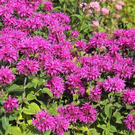 Monarda 'Bee-True'