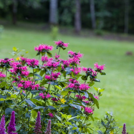 Monarda 'Bee-True'