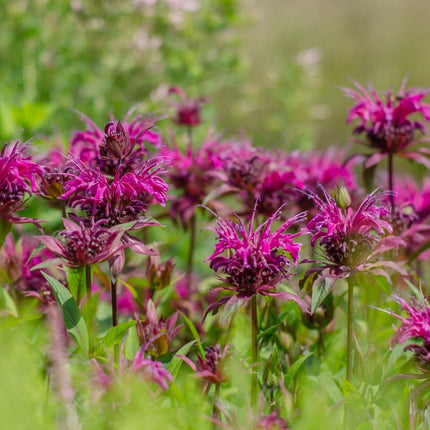 Monarda 'Bee-True'