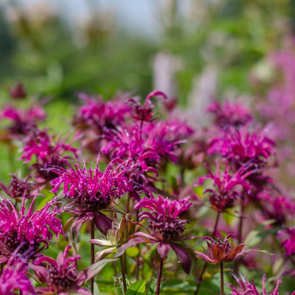 Monarda 'Bee-True'