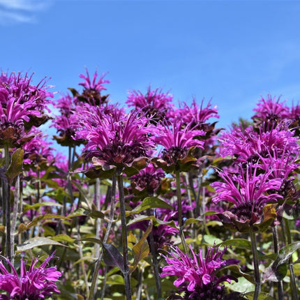 Monarda 'Scorpion'