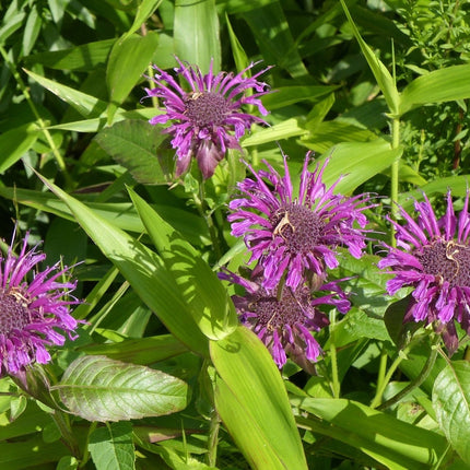 Monarda 'Scorpion'