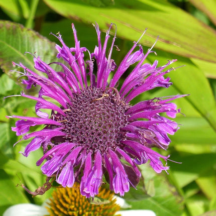 Monarda 'Scorpion'