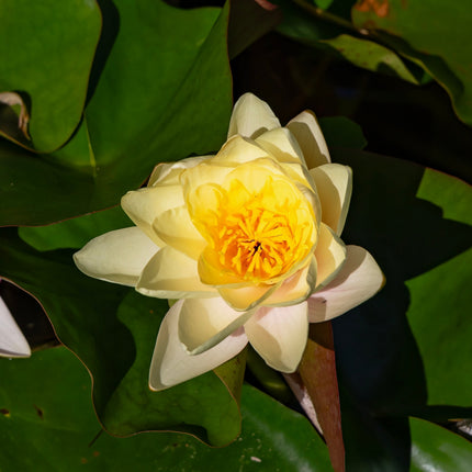 Nymphaea 'Moorei'