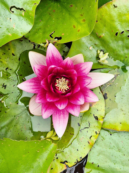 Mrs Richmond Water Lily - Pond Plants - LW18