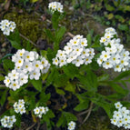 1 / 7cm Bareroot