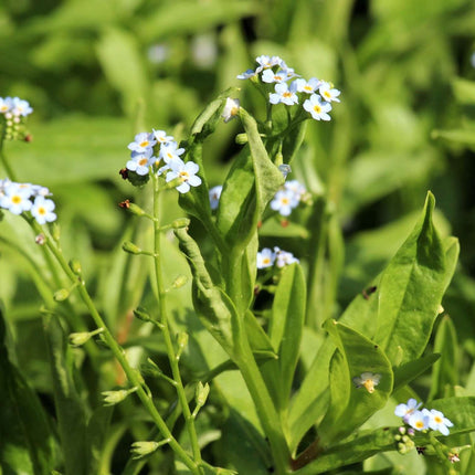 Myosotis scorpioides