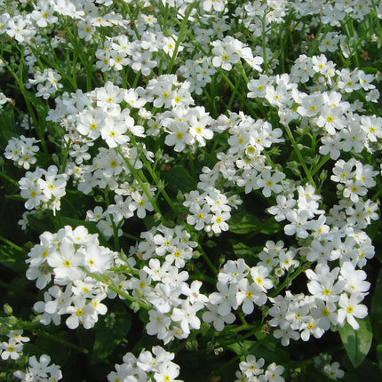 Myosotis scorpioides 'White'
