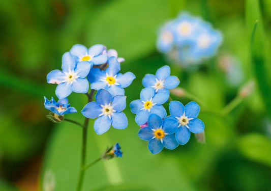 Myosotis palustris 'Semperflorens' - Marginal Pond Plants - MP084B