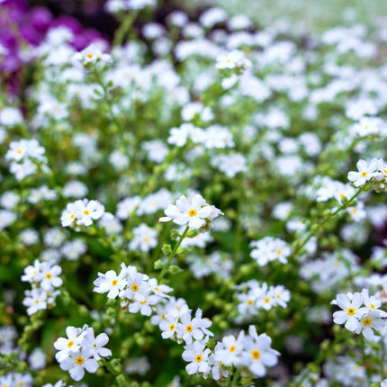 Myosotis scorpioides 'White'