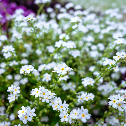 Myosotis scorpioides 'White'