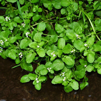 Nasturtium officinale