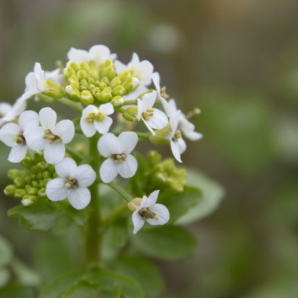 Nasturtium officinale