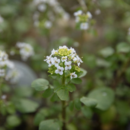 Nasturtium officinale
