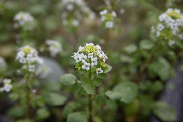 Nasturtium officinale