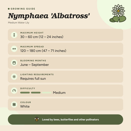 Nymphaea 'Albatross'