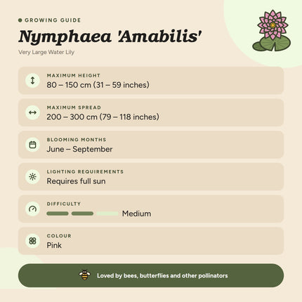 Nymphaea 'Amabilis'
