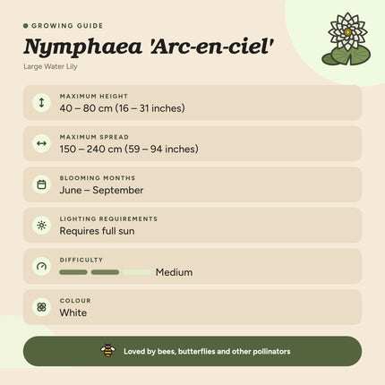 Nymphaea 'Arc-en-ciel'