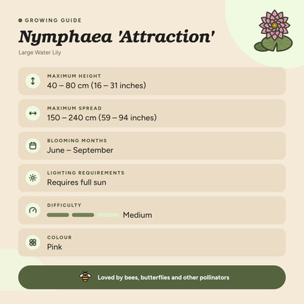 Nymphaea 'Attraction'