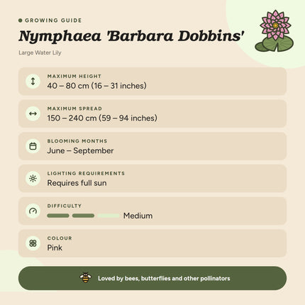 Nymphaea 'Barbara Dobbins'