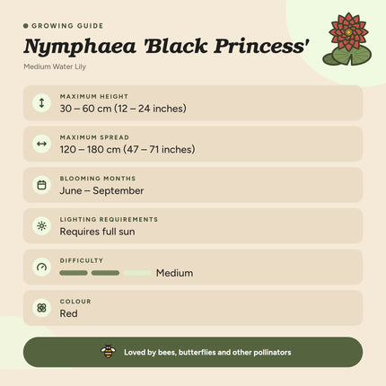 Nymphaea 'Black Princess'