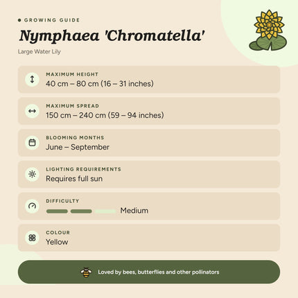 Nymphaea 'Chromatella'